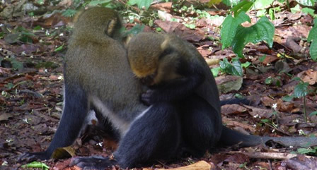 de aapjes vlooien...