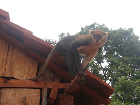 Op heterdaad betrapt!