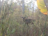 Een bushbuck